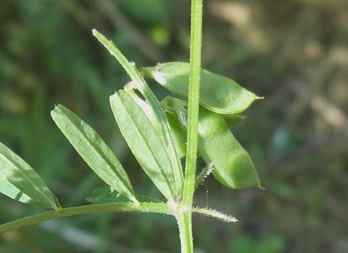 Vicia loiseleurii / Veccia di Loiseleur